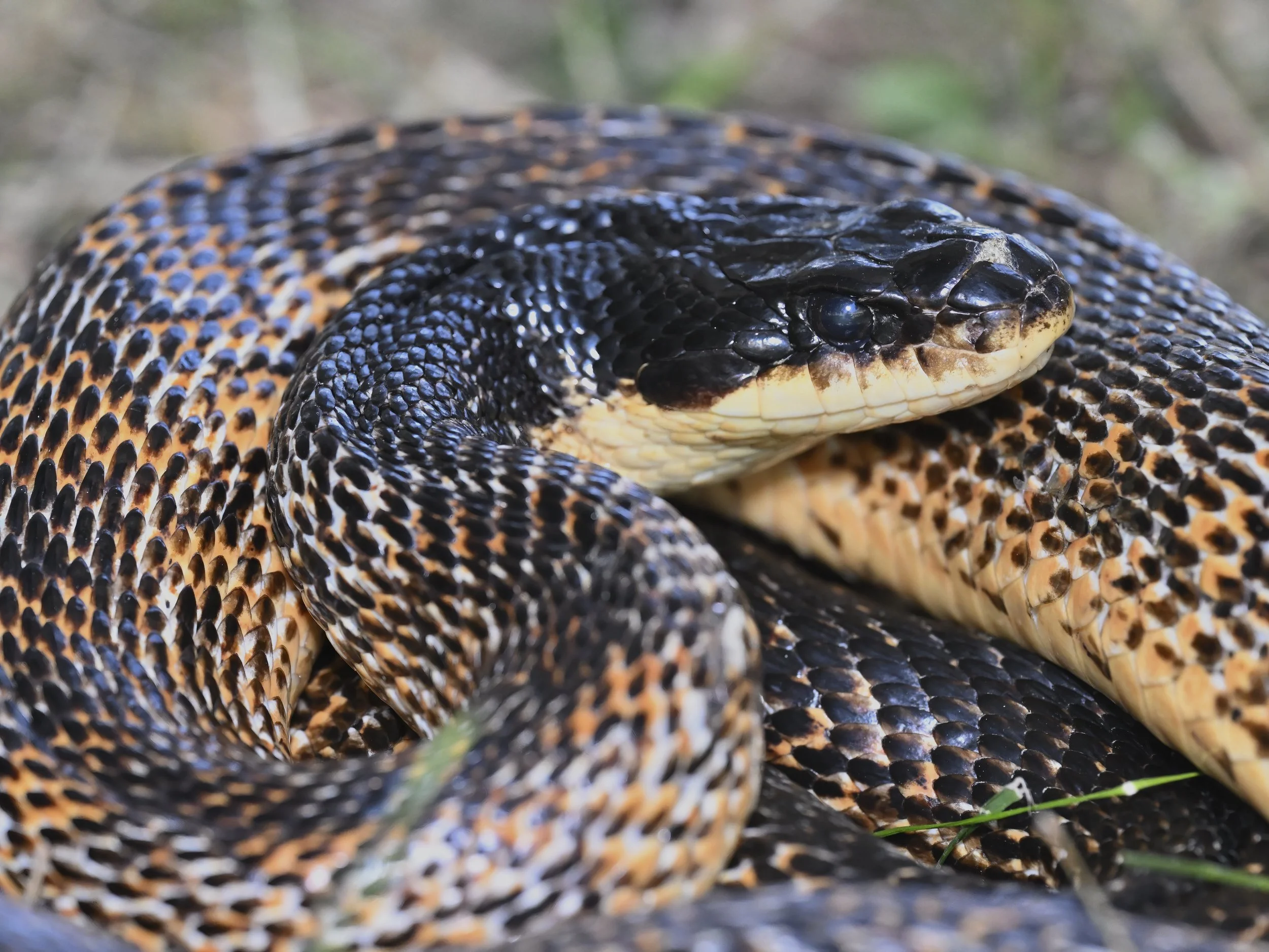 SNAKE EYES 30W レイヴパンツ G.I. Joe: Renegades 4 Pack - Amazon Exclusive Snake Eyes